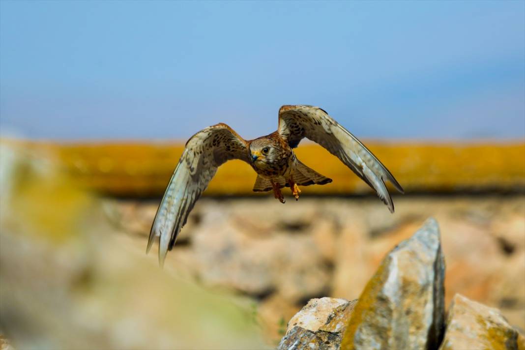 Konya’nın yırtıcı savaşçıları iş başında! Çiftçilerin doğal müttefiki 11